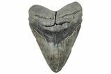 Fossil Megalodon Tooth - South Carolina #236368-1